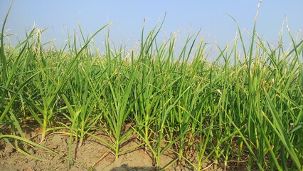 Obraz premium Google is leaving the name of garlic is seen a lot