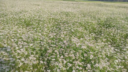 Coriander flower (coriander leaves). Coriander flowers bloom from a delicate and feathery herb, commonly called cilantro, Chinese parsley, Mexican parsley, or coriander.