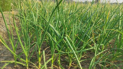 Hybrid garlic is cultivated in the field