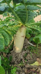 Obraz premium winter white radish. Growing organic vegetables. Large bunch of raw fresh juicy garden radish on dark boards ready to eat.