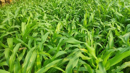 Obraz premium green grass in the wind 