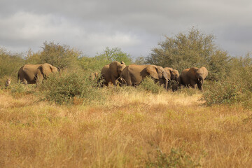 Afrikanischer Elefant / African elephant / Loxodonta africana