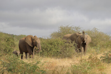 Obraz premium Afrikanischer Elefant / African elephant / Loxodonta africana