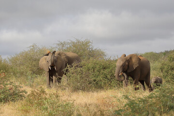 Fototapeta premium Afrikanischer Elefant / African elephant / Loxodonta africana