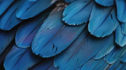 Foto op Plexiglas blue hawk feathers with visible detail texture background © fledermausstudio