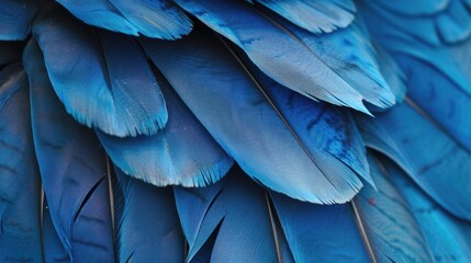 Obraz premium blue hawk feathers with visible detail texture background