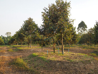 Monthong durian garden during the beginning of flowering.