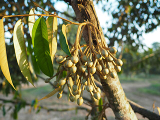 Monthong durian tree It's beginning to bloom.