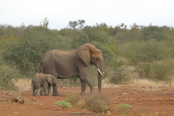 Afrikanischer Elefant / African elephant / Loxodonta africana