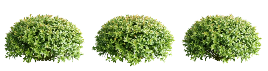 Selbstklebende Fototapeten Spiraea japonica,Realistic flowery shrub row foreground cutout isolate transparent background.3d rendering PNG © Chayanee