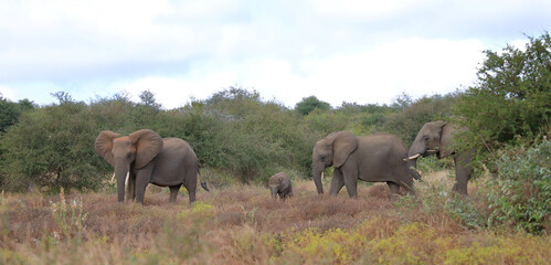 Afrikanischer Elefant / African elephant / Loxodonta africana