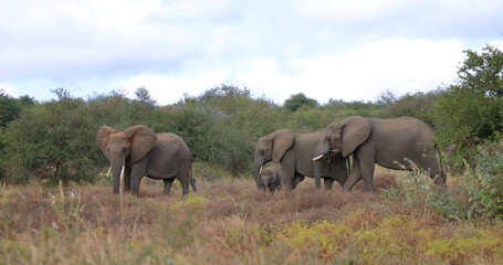 Fototapeta premium Afrikanischer Elefant / African elephant / Loxodonta africana