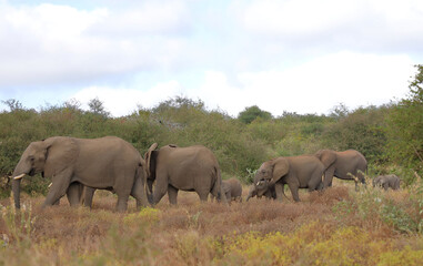 Fototapeta premium Afrikanischer Elefant / African elephant / Loxodonta africana
