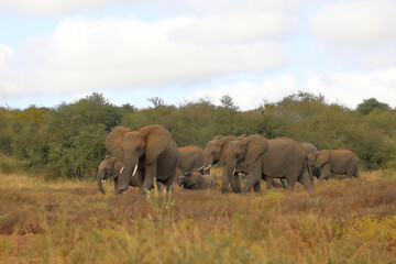 Fototapeta premium Afrikanischer Elefant / African elephant / Loxodonta africana