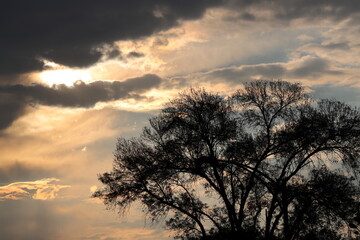 Sunset with the sun setting behind a sky with clouds and a tree in the foreground