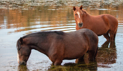 Sorrel bay and rusty brown bay wild horse stallions in the Salt River near Phoenix Arizona United States