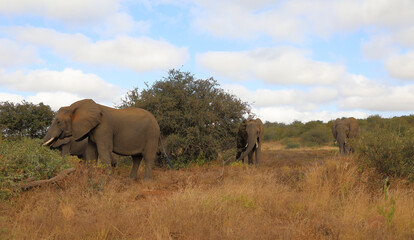 Afrikanischer Elefant / African elephant / Loxodonta africana