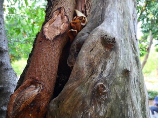 Bark on the aged of tree in the garden. Horror and mystery scene in the park.