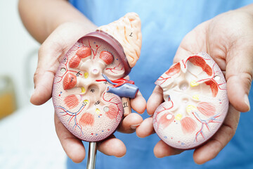 Chronic kidney disease, doctor with model for treatment urinary system, urology, Estimated...