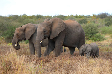 Afrikanischer Elefant / African elephant / Loxodonta africana