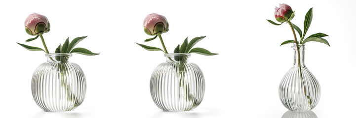 Collection of  identical pink peony buds in clear, vertically-striped vases on a white background, symbolizing simplicity and elegance in home decor