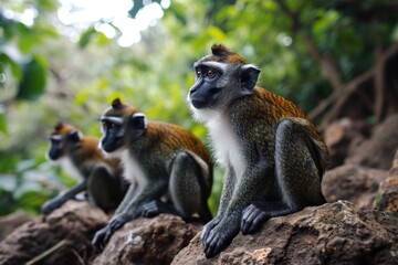 Fototapeta premium Mona monkeys thrive in Ghanas Tafi Atome Sanctuary.