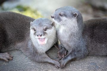 Asian small clawed otters are small, with short ears and noses, elongated bodies, long tails, and...