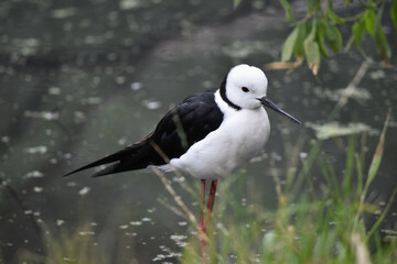 Obraz premium the black winged stilt is a black and white seabird with pink legs. It has a white head with a narrow black beak white chest and black wings