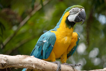 the Back and upper tail feathers of the blue and gold macaw are brilliant blue; the underside of the tail is olive yellow.