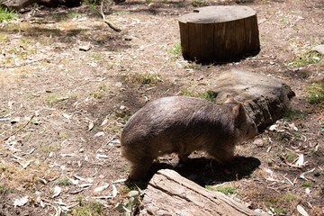 The Common Wombat has a large nose which is shiny black, much like that of a dog. The ears are...