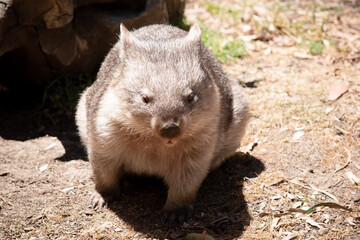 The Common Wombat has a large nose which is shiny black, much like that of a dog. The ears are relatively small, triangular, and slightly rounded