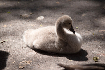 Cygnets are grey when they hatch with black beaks and gradually turn brown over the first six months at which time they learn to fly.
