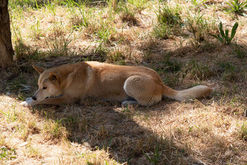 Dingos are Australiaâ€™s wild dog. They have a long muzzle, erect ears and strong claws. They usually have a ginger coat and most have white markings on their feet, tail tip and chest.