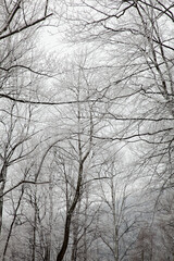 Fototapeta na wymiar Winter Snow on Hwy 32 in Cosby, TN