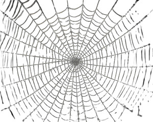 Obraz premium Spider web with dew drops isolated on white background