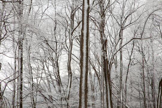 Winter Snow on Trees on Hwy 32 in Cosby, TN