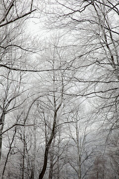 Winter Snow on Hwy 32 in Cosby, TN