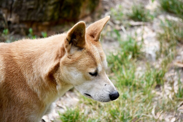 Dingos have a long muzzle, erect ears and strong claws. They usually have a ginger coat and most have white markings on their feet, tail tip and chest.