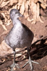 the dusky moorhen chick is a water bird which has all black feathers with an orange and yellow frontal shield