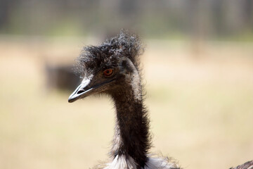 Emus are covered in primitive feathers that are dusky brown to grey-brown with black tips. The Emu's neck is bluish black and mostly free of feathers