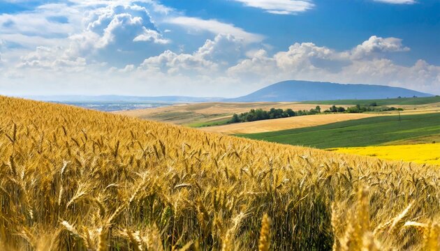 golden wheat field, green field and blue sky, wheat field, vast agriculture landscape with golden wheat fields, farming, Ai Generate 