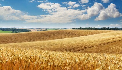 golden wheat field, vast agriculture landscape with golden wheat fields, farming, Ai Generate