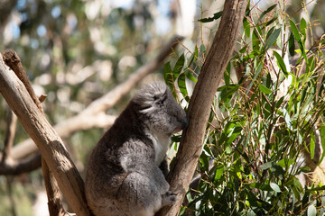 the Koala has a large round head, big furry ears and big black nose. Their fur is usually grey-brown in color with white fur on the chest, inner arms, ears and bottom