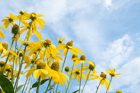 Prairie Cone flowers garden with blue sky. beautiful yellow flower.