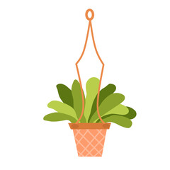 Plant in a pot