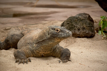 Komodo dragons are large lizards with long tails, strong and agile necks, and sturdy limbs.  Adults...