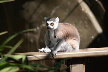 Ring-tailed lemur backs are grey to rosy brown with grey limbs and dark grey heads and necks. They have white bellies.