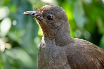 the lyre bird male has an ornate tail, with special curved feathers that, in display, assume the shape of a lyre.
