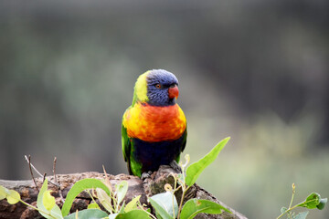 The rainbow lorikeet has a bright yellow-orange/red breast, a mostly violet-blue throat and a yellow-green collar.