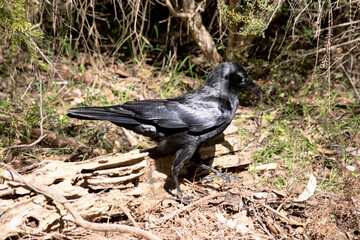Australian Ravens are black with white eyes in adults. The feathers on the throat (hackles) are longer than in other species,